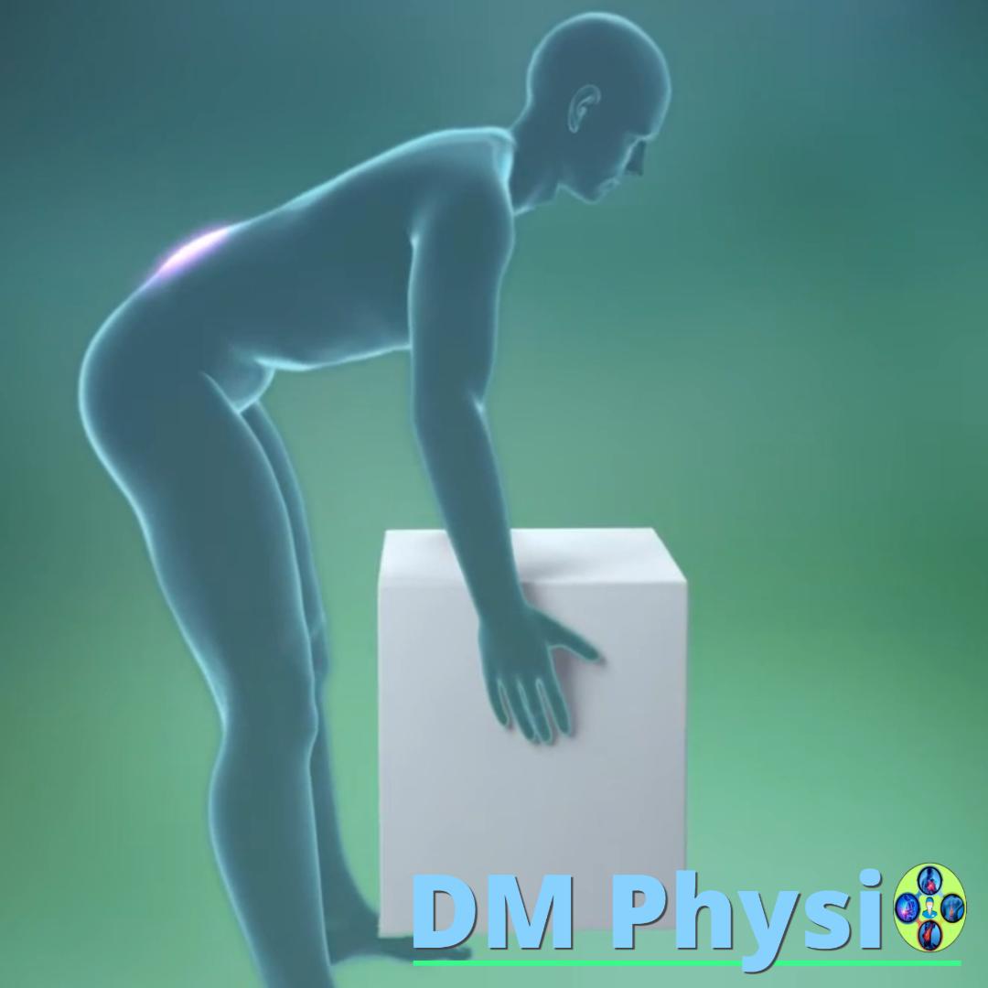 Анатомия на мускулите на кръста